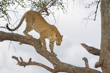 African Leopard (Panthera pardus) walking on tree branch in acacia tree, Masai Mara, Kenya