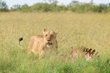 Lioness (Panthera leo) next to carcass on savanna, Maasai Mara National Reserve, Kenya