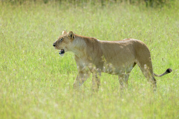 Lioness (Panthera leo) walking on savanna with backlight, Maasai Mara National Reserve, Kenya