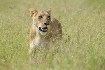 Lioness (Panthera leo) walking on savanna, Maasai Mara National Reserve, Kenya