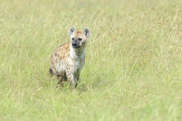 Spotted Hyena (Crocuta crocuta) standing on savanna, Masai Mara, Kenya