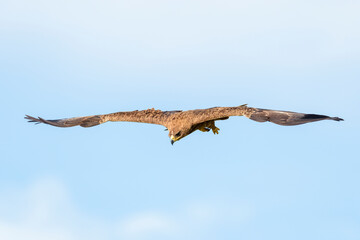 Tawny Eagle (Aquila rapax) flying with blue sky, Masai Mara, Kenya