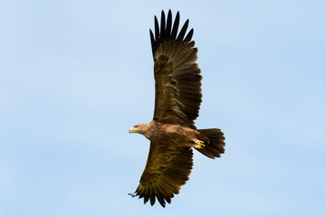 Fototapeta na wymiar Tawny Eagle (Aquila rapax) flying with blue sky, Masai Mara, Kenya