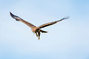 Tawny Eagle (Aquila rapax) in flight, hunting for prey, Masai Mara, Kenya