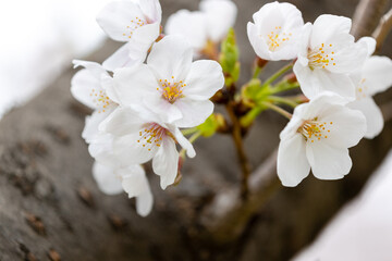 Sakura ( Cherry blossom )