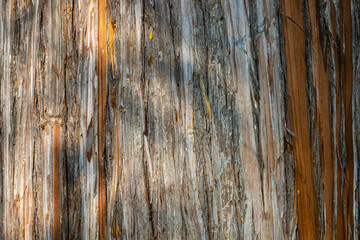 Beautiful texture of multi-colored striped bark of eucalyptus tree. Close-up. Interesting bark of young tree. Sochi Landscape Park near Winter Theater. Fresh wallpaper and nature background concept