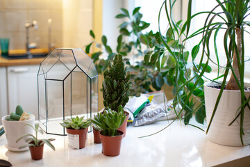 Woman holding mini succulent garden in geometric glass florarium vase , closeup. Mini home garden concept