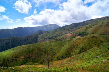 Fototapeta na wymiar madeira island landscape, Funchal Ecological Park