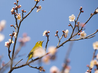 bird on a branch