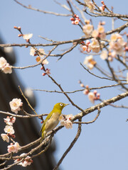 blooming tree