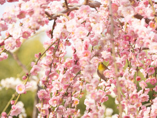 pink cherry blossom