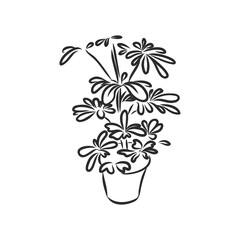 Pot plants set, vector illustration flowers in pots drawn black line on a white background, hand-drawn design elements.