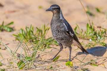 Juvenile Magpie in the sand dunes