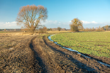 Country road next to trees and green farmland