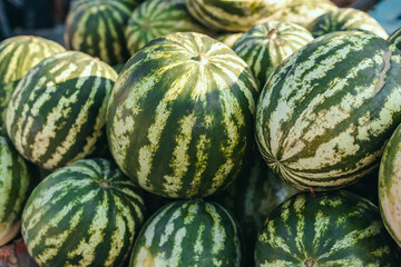 Large ripe watermelons on the market. Fresh organic fruits