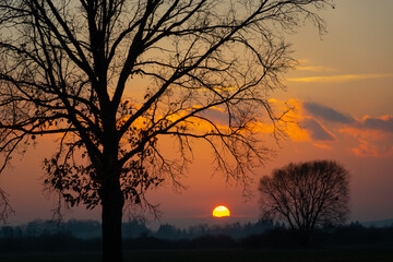 The dark silhouette of a huge tree without leaves and sunset in the background