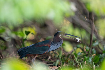 The Agami heron (Agamia agami) in the forest