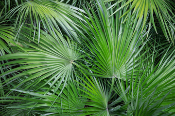Palm tree leaves. Tropical forest natural, green pattern. Copy space for graphic design tropical summer concept. Concept of ecology and destination progress.