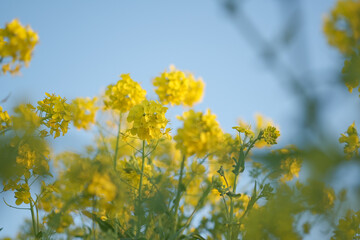 Close up of detail of blooming rapeseed field on blue sky backdrop. Yellow field of flowering rape in Europe. Beautiful spring, summer landscape with rapeseed plant. Natural background.