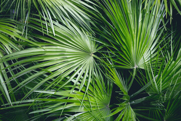 Palm tree leaves. Tropical forest natural, green pattern. Summer concept. 