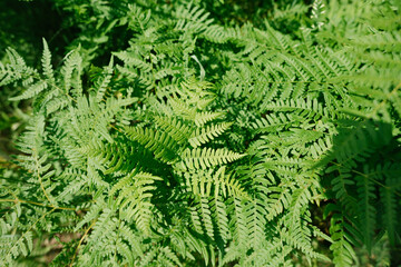 Beautyful ferns leaves. Green foliage. background