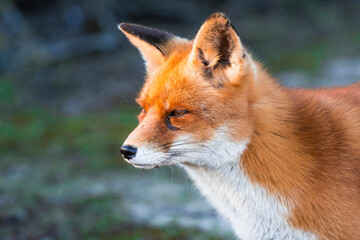 Red Fox (Vulpes vulpes) adult in the dunes portrait