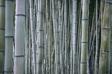 Bamboo trunk background, natural background of Asian forest. Bamboo forest pattern.