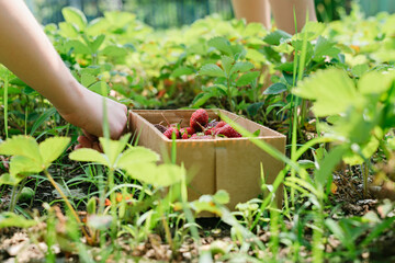 Picking strawberries in garden. Vegan vegetarian home grown food production. Gardening and agriculture concept
