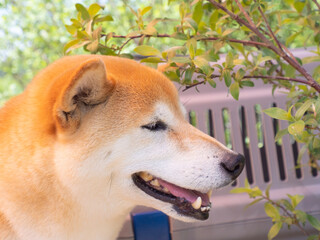 golden retriever dog