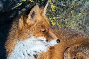 Naklejka na ściany i meble Red Fox (Vulpes vulpes) resting in the dunes portrait