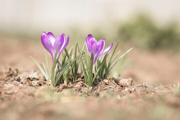 Spring. Flowers grow on the ground.