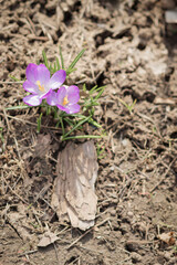 Spring. Flowers grow on the ground.