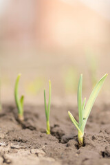 Spring. Flowers grow on the ground.