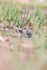 Spring. Flowers grow on the ground.