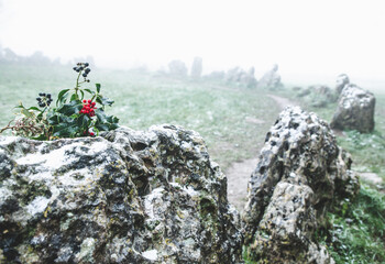 Sprigg Of Holly with Berries On One Of The Standing Stones