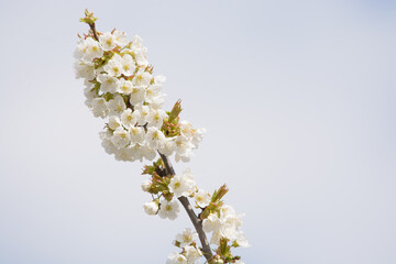 close up of a cherry blossom in spring  with bright sky in background