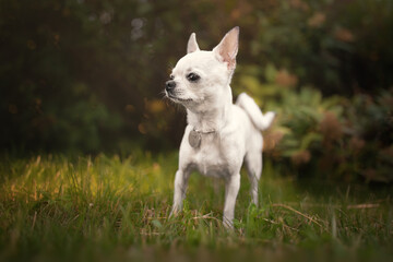 Little chihuahua dog playing in the park