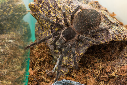 Closeup big spider tarantula (Lasiodora parahybana) often kept as a pet.