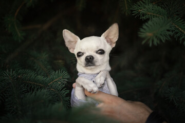 Little chihuahua dog playing in the park