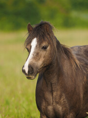 Fototapeta premium Welsh Pony