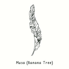 Musa (Banana tree) leaf front view. Ink black and white doodle drawing in woodcut style.