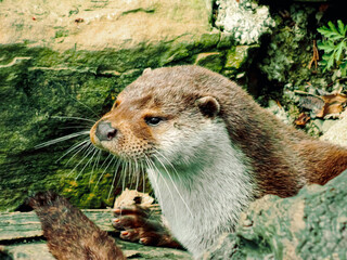 Loutre