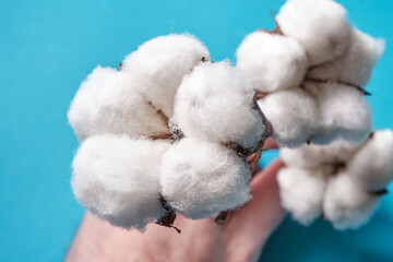 Branch with cotton on a blue background