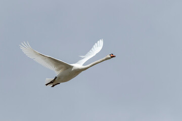 Mute swan (cygnus olor) flying