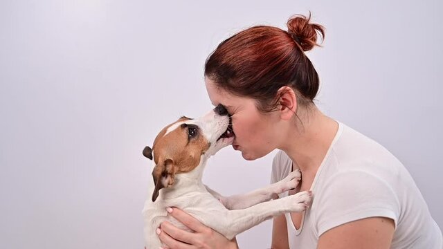 Cheerful dog jack russell terrier licks owner face on white background.