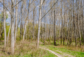 Forest on the bank of the Danube river in the spring near Petrovaradin, Novi Sad, Serbia. 