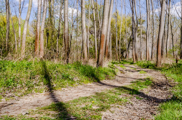 Forest on the bank of the Danube river in the spring near Petrovaradin, Novi Sad, Serbia. 