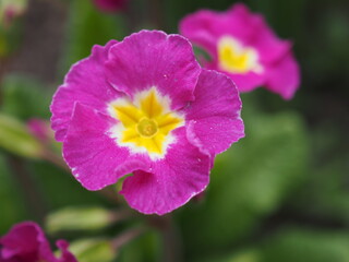 pink and yellow flower