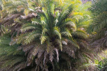 Cretan Palm (Phoenix theophrasti) trees near Preveli in south Crete