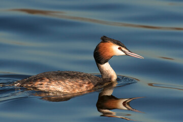 Great Crested Grebe (Podiceps cristatus) adult swimming in a lake